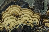 Polished Schalenblende Slice - Poland #228192-1